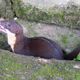 Illustration for article titled Monday Mustelid - Mustela strigidorsa Edition